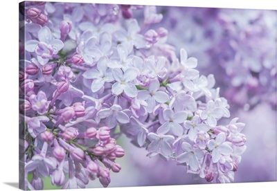USA, Washington State, Seattle, Kubota Garden, Lilac Close-Up