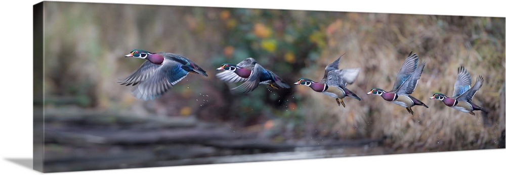 USA. Washington State. Sequence flight of an adult male Wood Duck (Aix sponsa) over a marsh. Digital composite.
