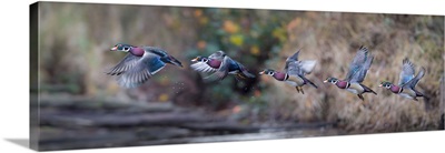 USA, Washington State, Sequence Flight Of An Adult Male Wood Duck Over A Marsh