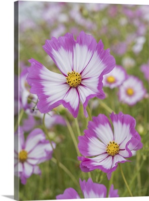 USA, Washington State, Snoqualmie Valley, Pink And White Garden Cosmos In Field On Farm