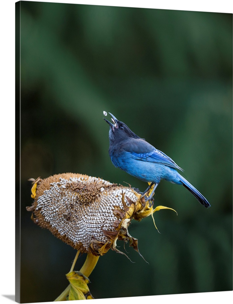 USA. Washington State. Steller's Jay (Cyanocitta stelleri) collects sunflower seeds from a backyard garden.