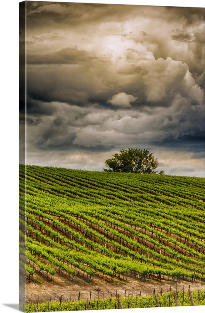 USA, Washington State, Yakima Valley. Rows in a Washington vineyard at spring.