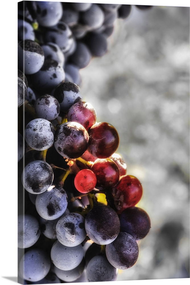 USA, Washington state, Yakima valley. Tempranillo grapes in the last stages of veraison, the ripening process.