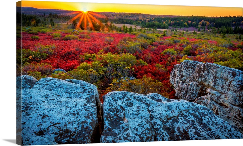 USA, West Virginia, Dolly Sods Wilderness Area. Sunset on tundra and rocks.