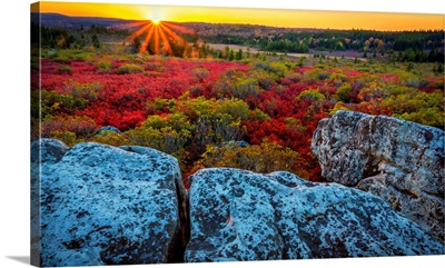 USA, West Virginia, Dolly Sods Wilderness Area, Sunset On Tundra And Rocks
