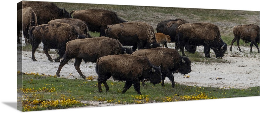 USA, Wyoming. Bison, Yellowstone National Park.