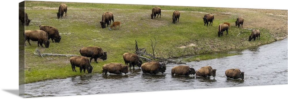 USA, Wyoming. Bison, Yellowstone National Park.