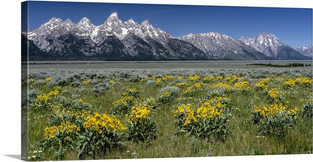 USA, Wyoming. Grand Teton Range and Arrowleaf Balsamroot wildflowers, Grand Teton National Park.