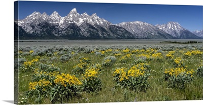USA, Wyoming, Grand Teton Range And Arrowleaf Balsamroot Wildflowers
