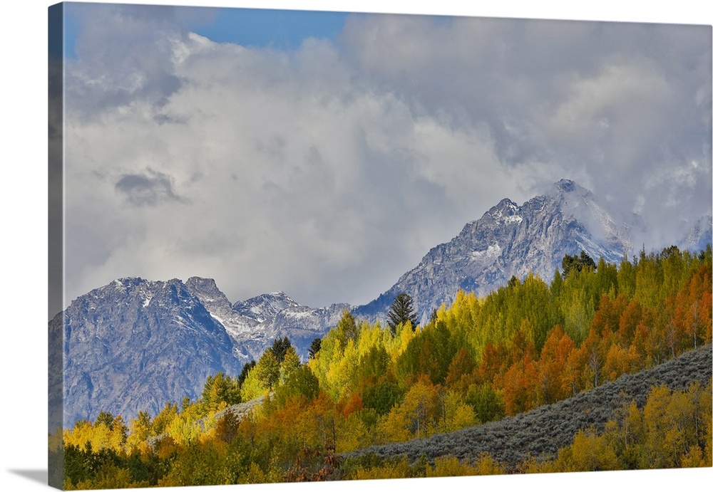 USA, Wyoming. Grand Tetons National Park near Oxbow Bend on the Snake River with Fall colored Aspen grove and backdrop Tet...