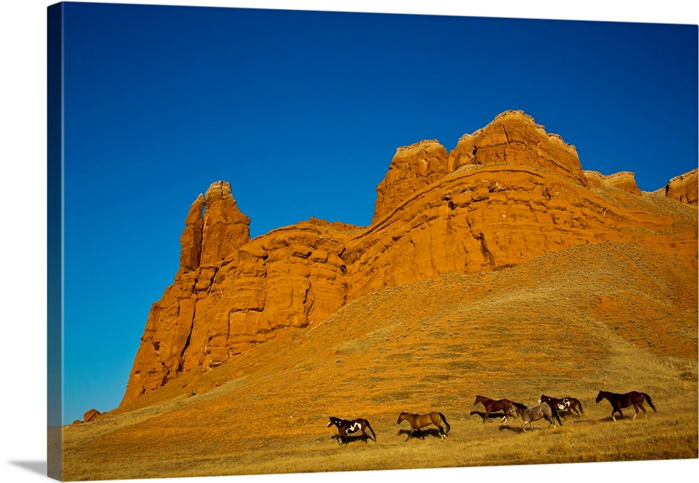 North America, USA, Wyoming, Shell, Heard of Horses Running along the Red Rock hills of the Big Horn Mountains
