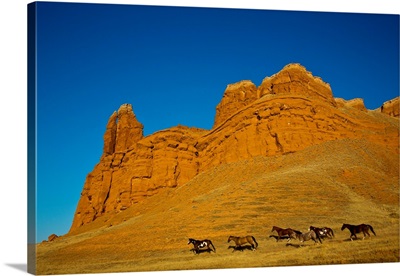 USA, Wyoming, Heard Of Horses Running Along The Red Rock Hills Of The Big Horn Mountains