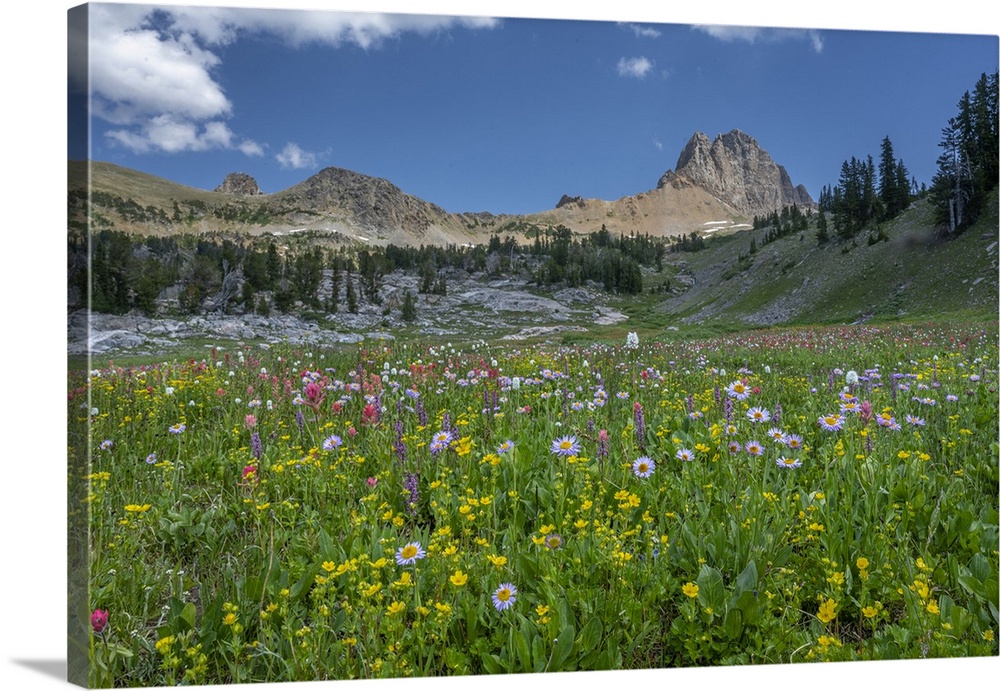USA, Wyoming. Meadow of wildflowers with Aster and Paintbrush in Alaska Basin, Teton Mountains.