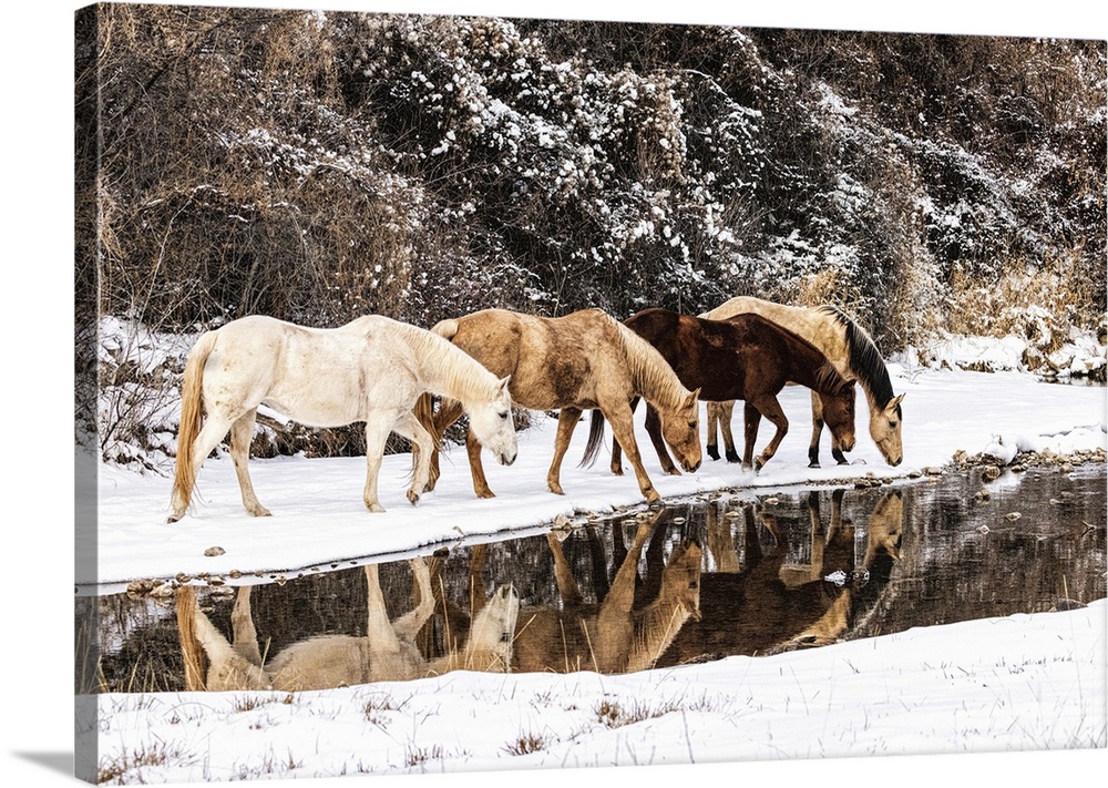 USA, Wyoming, Shell. Hideout Ranch, Big Horn Mountain Range.