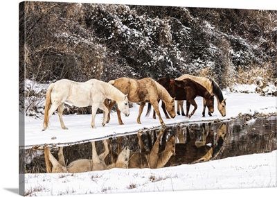 USA, Wyoming, Shell, Hideout Ranch, Big Horn Mountain Range