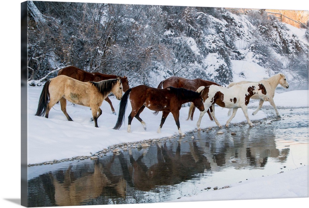 USA, Wyoming, Shell, Horses Crossing the Creek,  PR