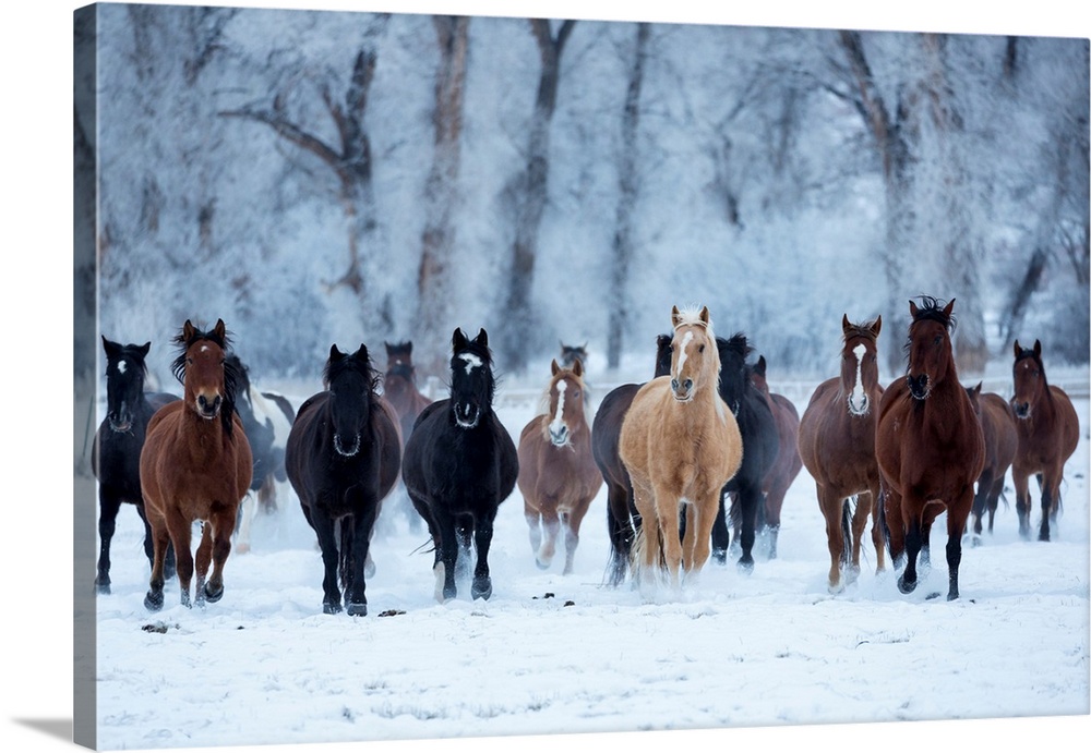 USA, Wyoming, Shell, Horses in the Cold, PR