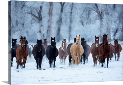 USA, Wyoming, Shell, Horses In The Cold, PR