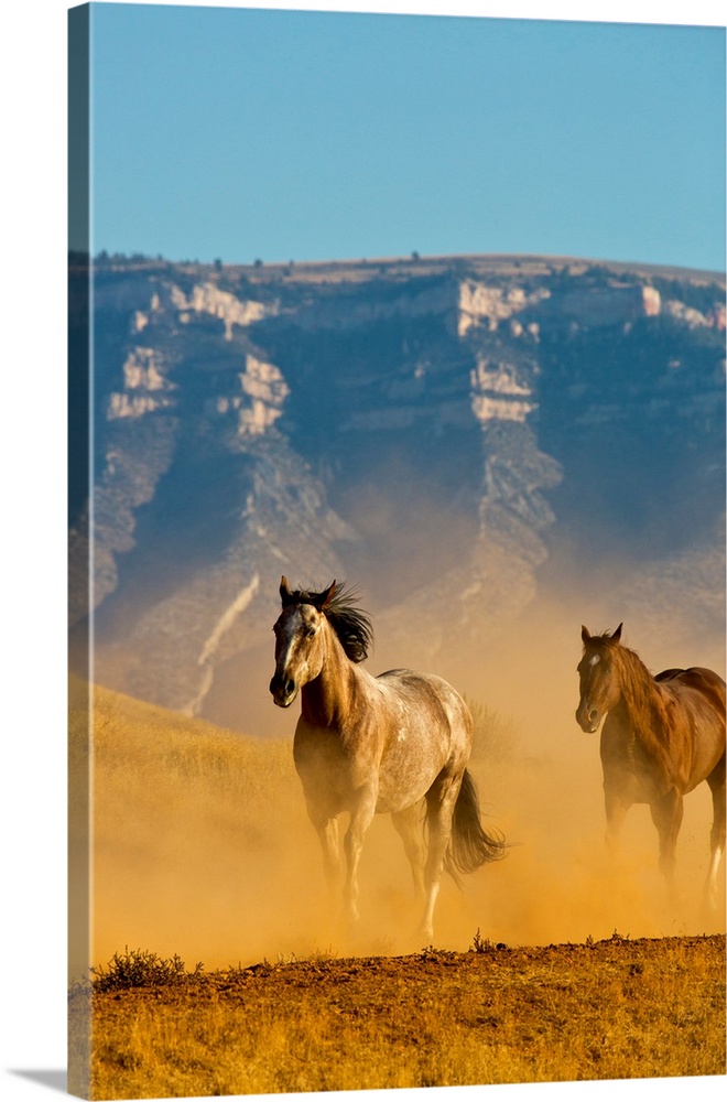 North America, USA, Wyoming, Shell, Horses Running along the Red Rock hills of the Big Horn Mountains