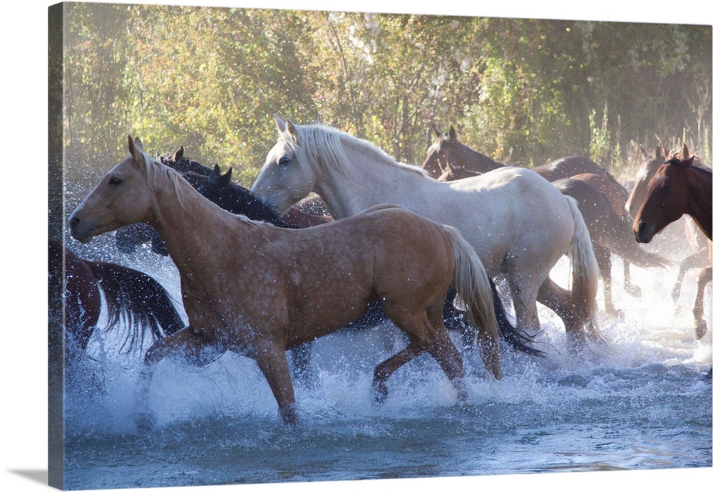 USA, Wyoming, Shell, The Hideout Ranch, Herd of Horses Cross the River (MR/PR)