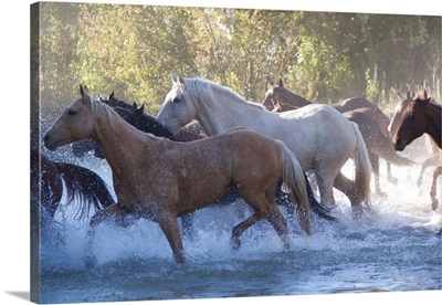 USA, Wyoming, Shell, The Hideout Ranch, Herd Of Horses Cross The River (MR/PR)