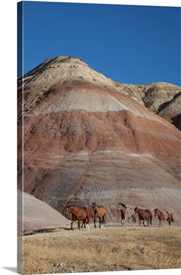 USA, Wyoming, Shell, The Hideout Ranch, Horses Walking In Front Of Painted Hills