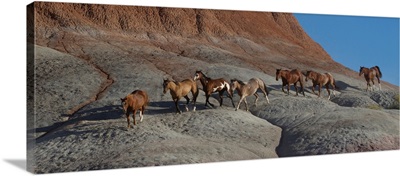 USA, Wyoming, Shell, The Hideout Ranch, Horses Walking The Hillside (MR/PR)