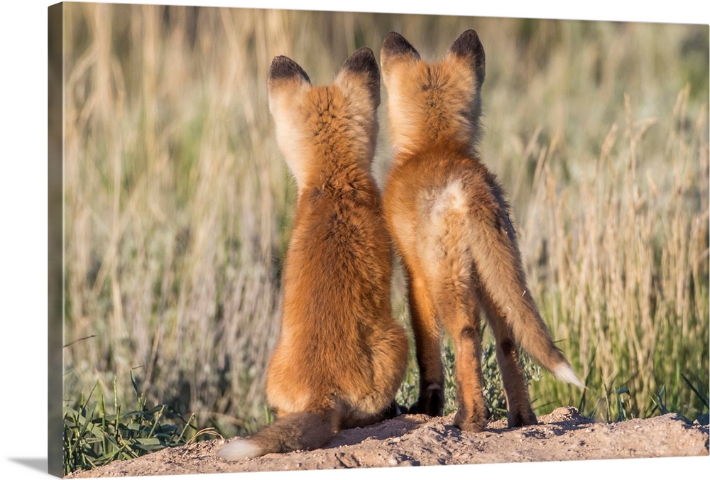 USA, Wyoming, Sublette County. Two young fox kits watch from their den for a parent to return with dinner.