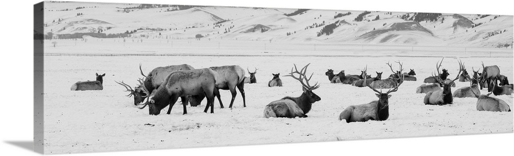 USA, Wyoming, Tetons National Park, National Elk Refuge. Large elk herd in winter. United States, Wyoming.