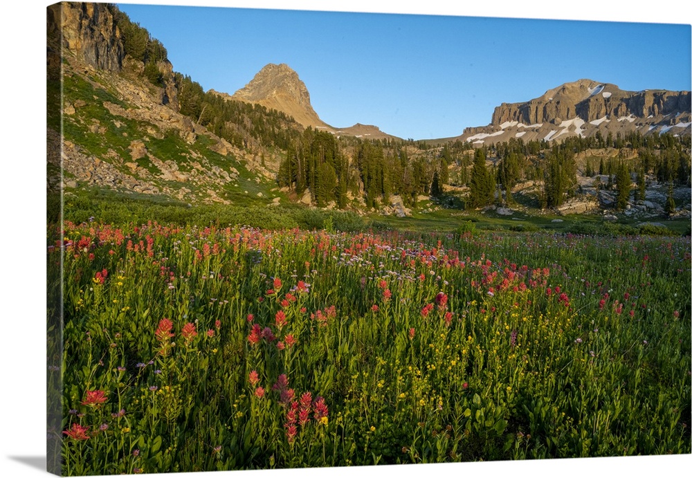 USA, Wyoming. Wildflower meadow, Indian Paintbrush, Alaska Basin, Teton Mountains.