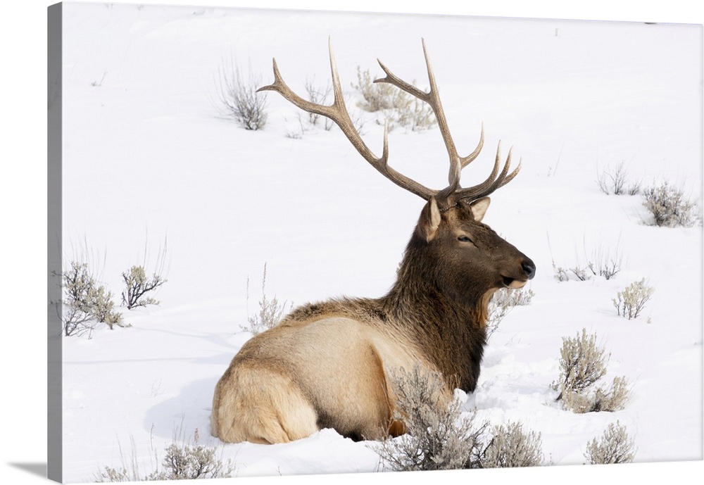 USA, Wyoming, Yellowstone National Park. A bull elk rests in the snow with his antlers still intact for now.