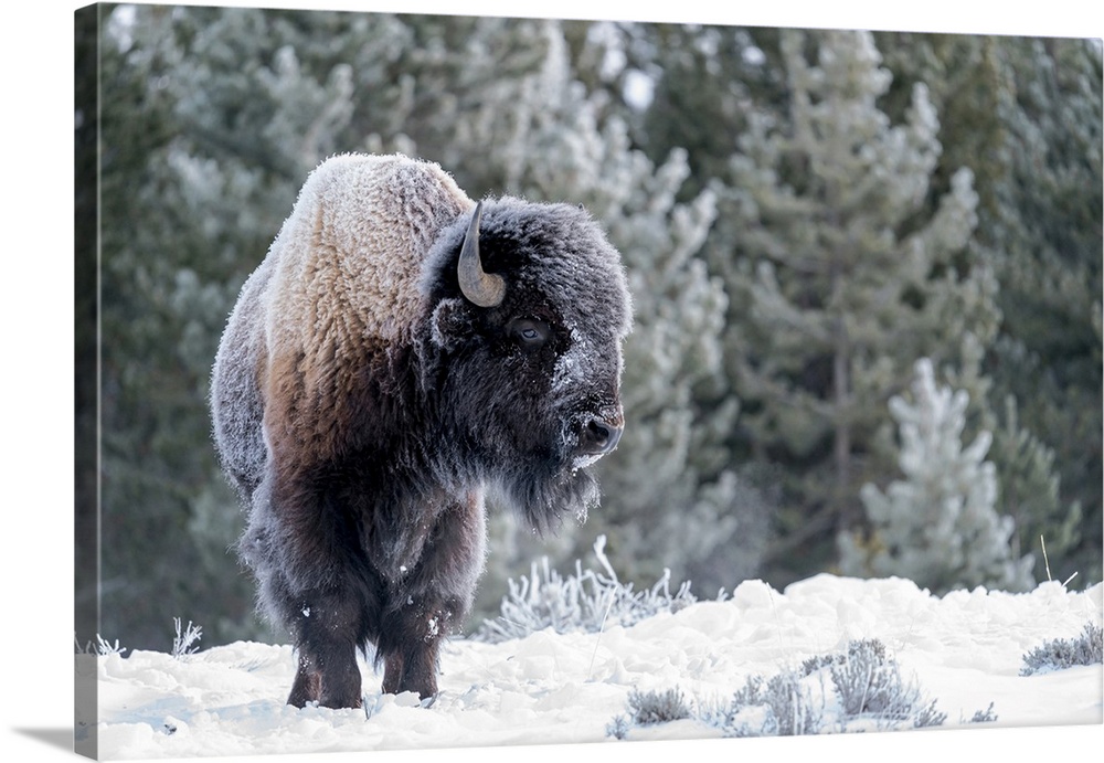 USA, Wyoming, Yellowstone National Park, American bison, Bos bison. Portrait of a frost covered bison.