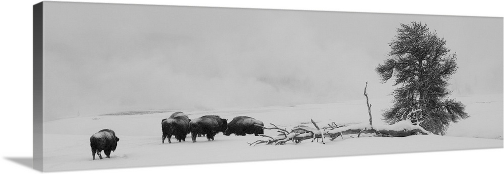 USA, Wyoming, Yellowstone National Park. Bison herd in snow. United States, Wyoming.