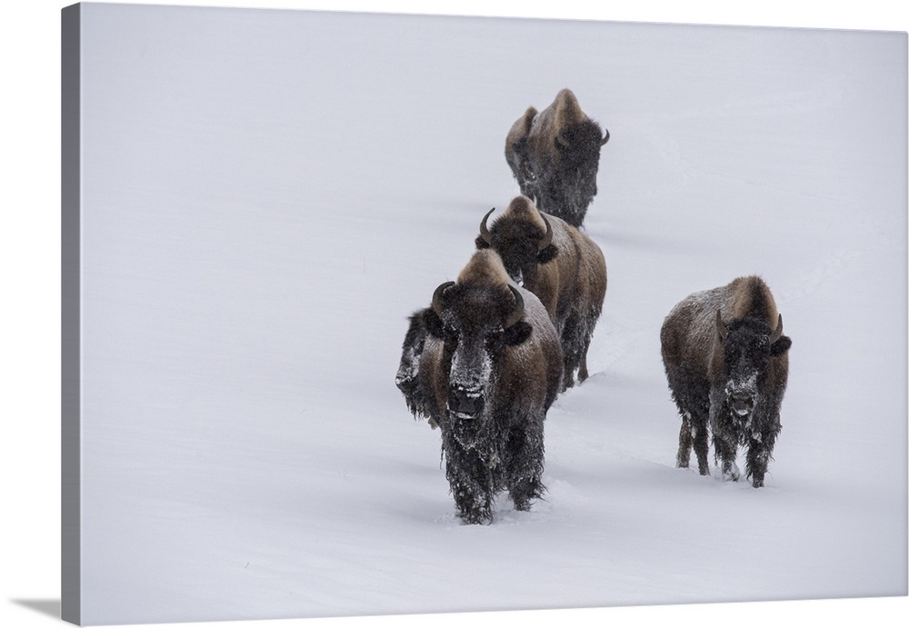 USA, Wyoming, Yellowstone National Park. Bison herd in the snow. United States, Wyoming.