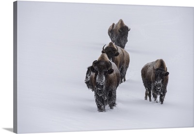USA, Wyoming, Yellowstone National Park, Bison Herd In The Snow