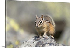 USA, Wyoming, Yellowstone National Park, Least Chipmunk Poses On A Boulder image thumbnail
