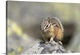 image thumbnail of USA, Wyoming, Yellowstone National Park. Least chipmunk poses on a boulder.