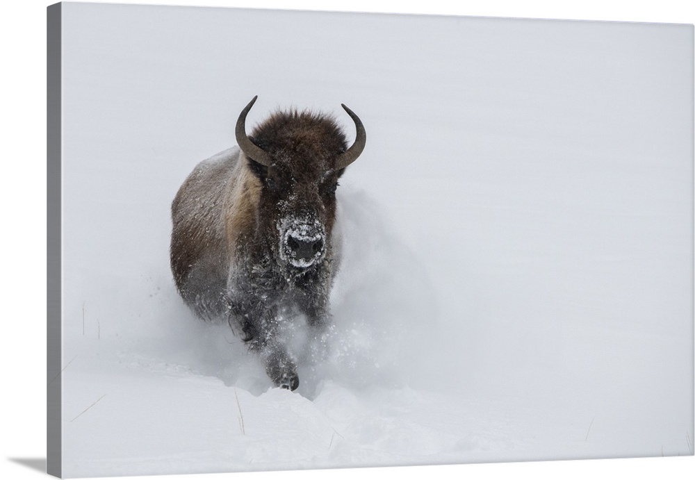 USA, Wyoming, Yellowstone National Park. Lone bull bison running in deep snow. United States, Wyoming.