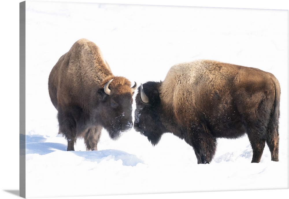 USA, Wyoming, Yellowstone National Park. Two bison confront one another.