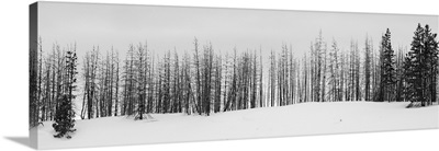 USA, Wyoming, Yellowstone National Park, Winter Line Of Trees