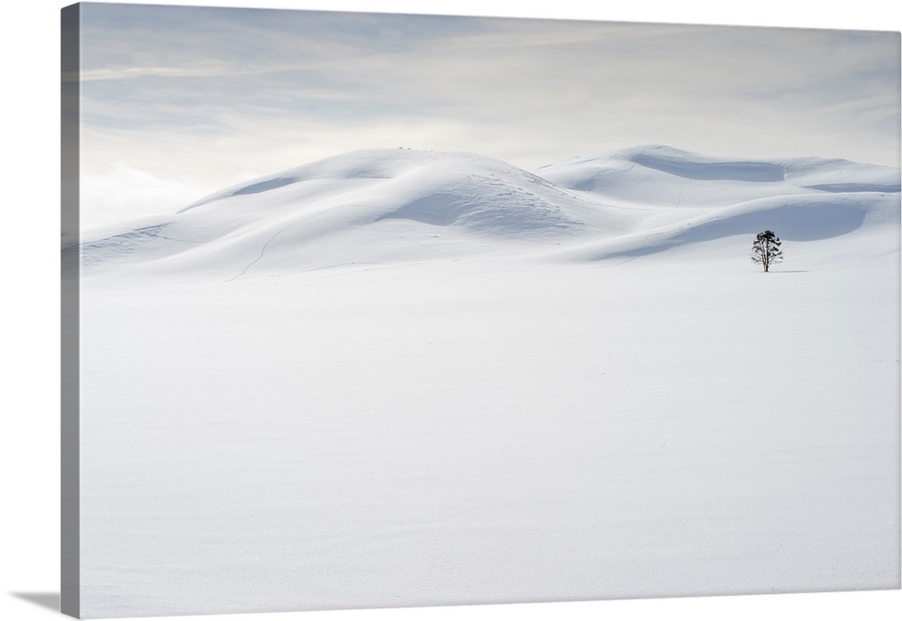 USA, Wyoming, Yellowstone National Park, winter, lone tree