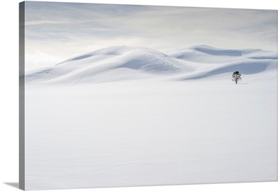 USA, Wyoming, Yellowstone National Park, Winter, Lone Tree