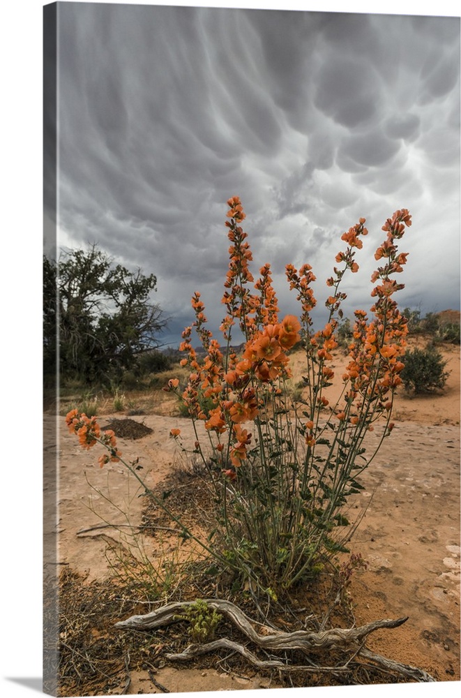 North America, USA, Utah, Arches National Park.  Desert Globemallow (Sphaeralcea ambigua) and approaching mammary clouds i...