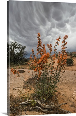 Utah, Arches, Desert Globemallow and approaching mammary clouds