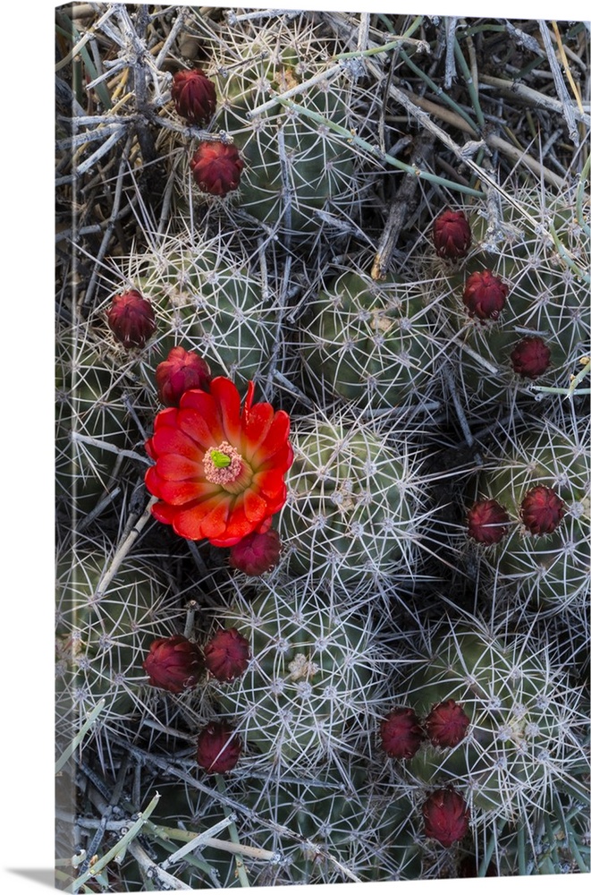 North America, USA, Utah, Arches National Park.  Claretcup cactus  (Echinocereus triglochidiatus),and with buds, Arches Na...