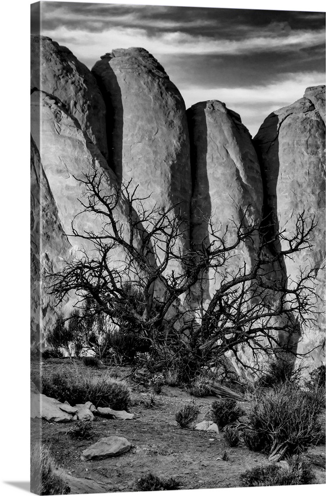 North America, USA, Utah, Arches National Park, Black and white image of gnarled tree against stone fins near Skyline Arch...