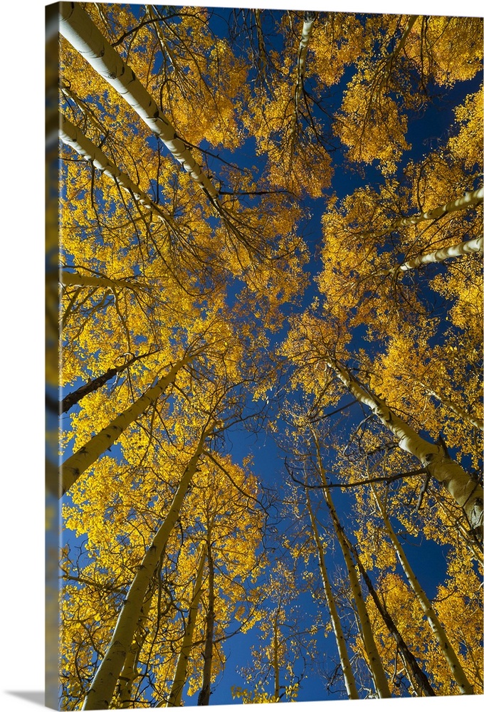 North America, USA, Utah,  Autumn Aspen and Sky, Big Cottonwood Canyon, Wasatch Range, UT