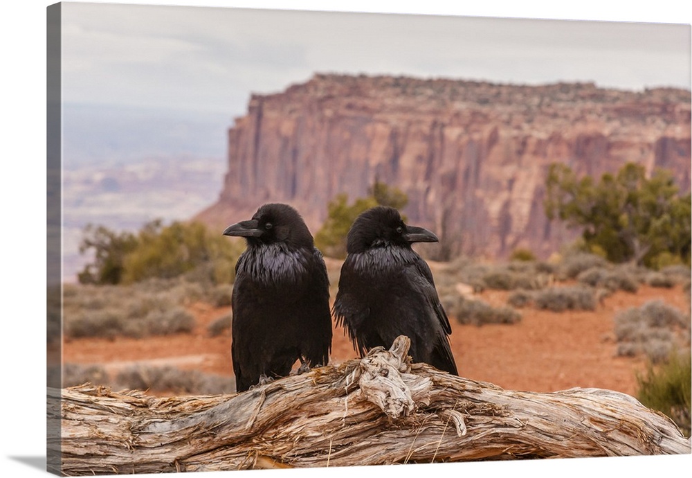 USA, Utah, Canyonlands National Park. Pair of ravens on log.