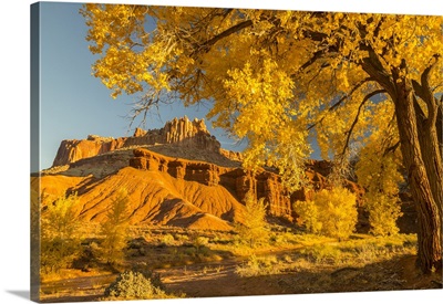 Utah, Capitol Reef National Park, Cottonwood Trees And The Castle Rock Formation