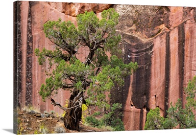 Utah, Capitol Reef National Park. Juniper tree and a cliff streaked with desert varnish